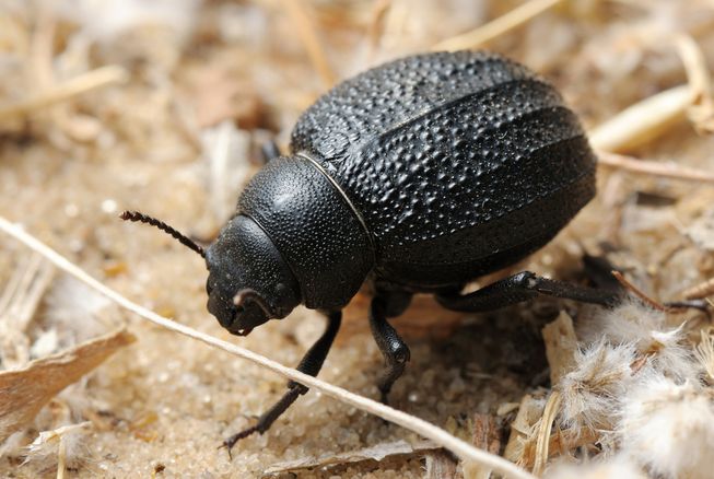 namib-beetle-653x0_q80_crop-smart